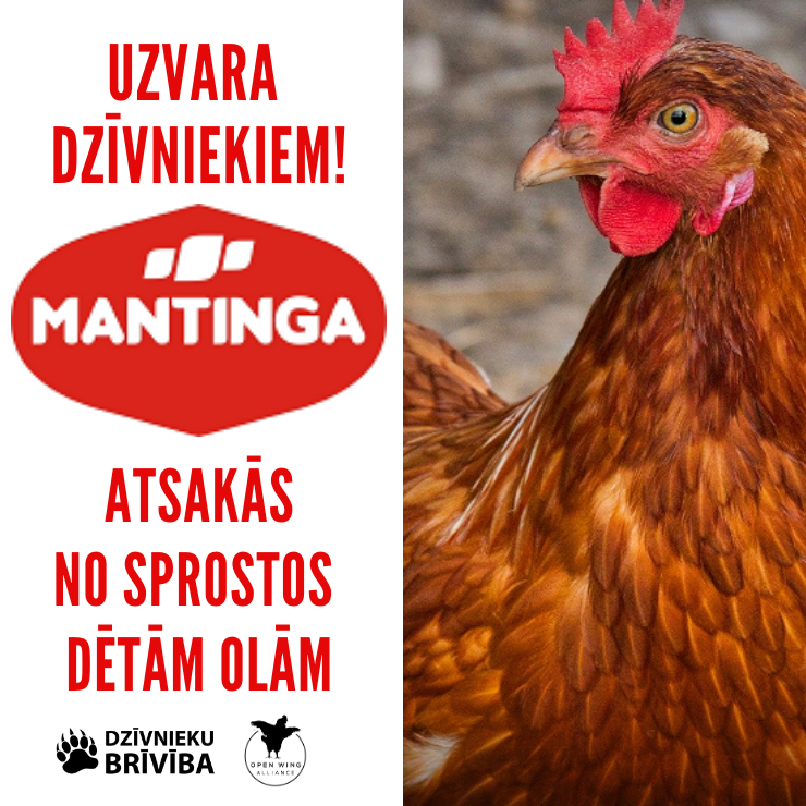 "Mantinga" atsakās no sprostos dētām olām